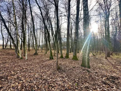 «Растуново ИЖС»: проведены плановые работы по благоустройству