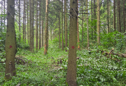 Важное обновление в КП «Рига Лес»: старт дорожных работ