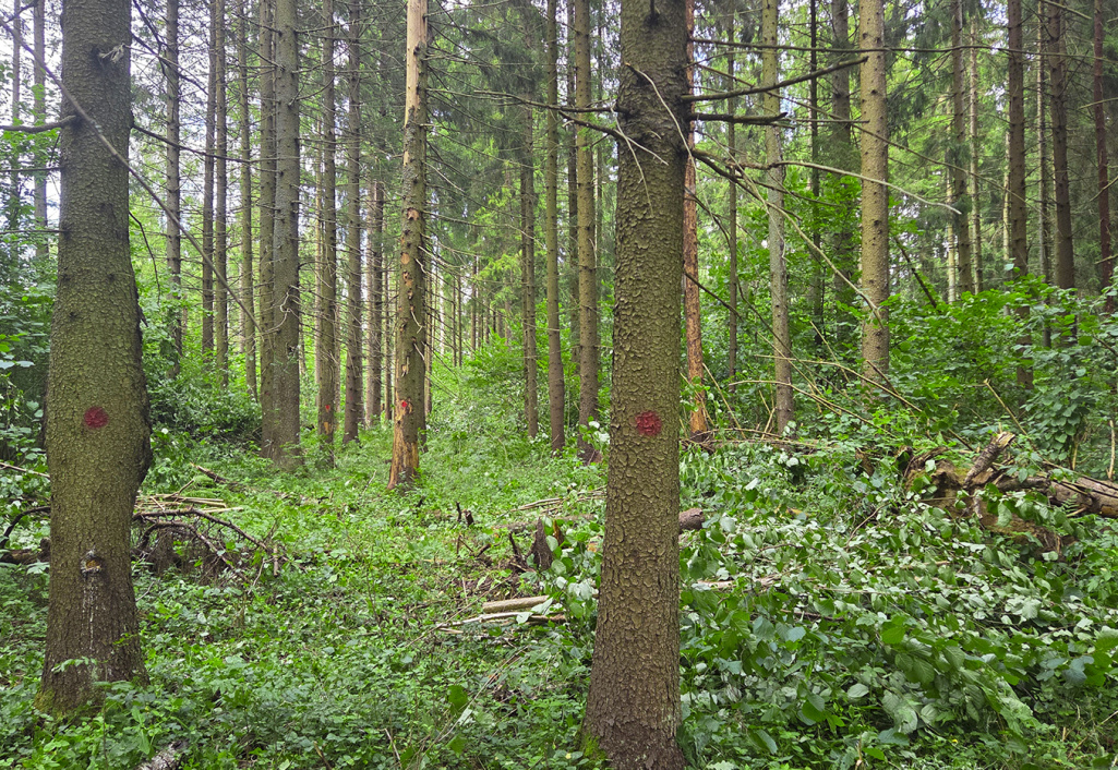 Важное обновление в КП «Рига Лес»: старт дорожных работ