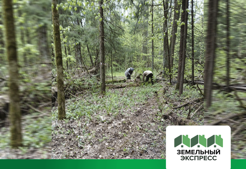 Благоустройство лесной зоны в поселке "Триумфальный"