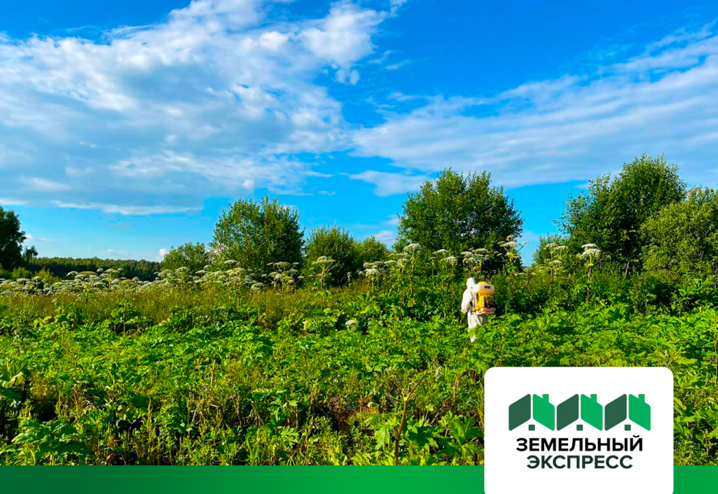 Работы по уничтожению борщевика в поселках