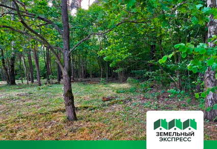 Лесные участки в поселке «Династия»