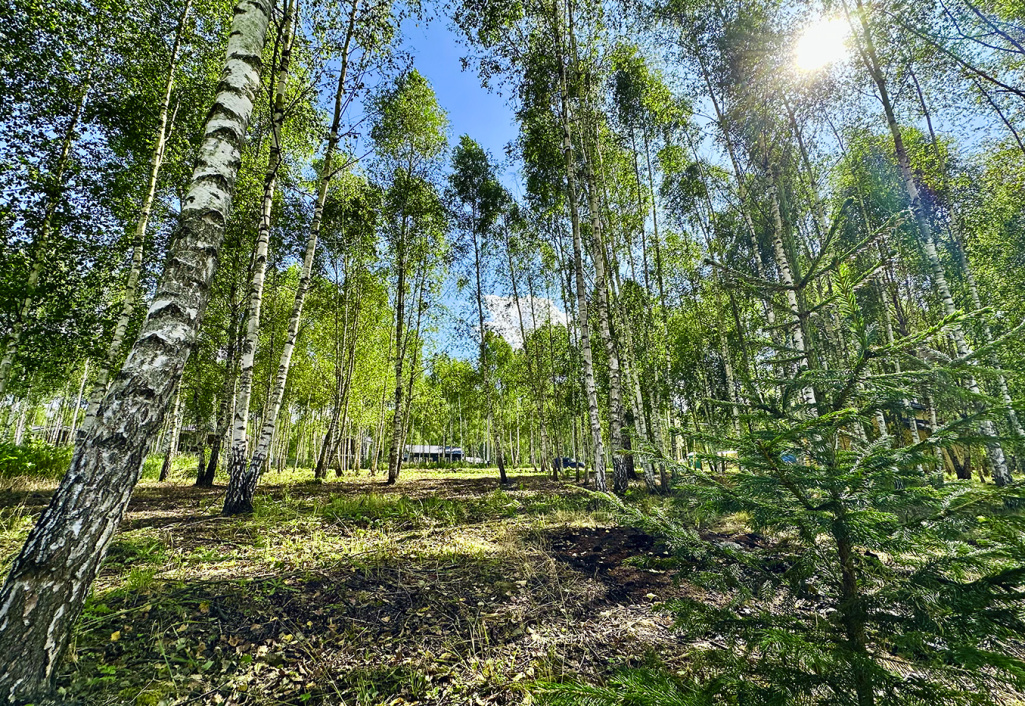 КП «Лесной Остров»: плановые работы по благоустройству