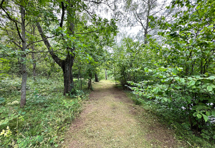 В КП «Династия» произведено плановое благоустройство зелёных насаждений