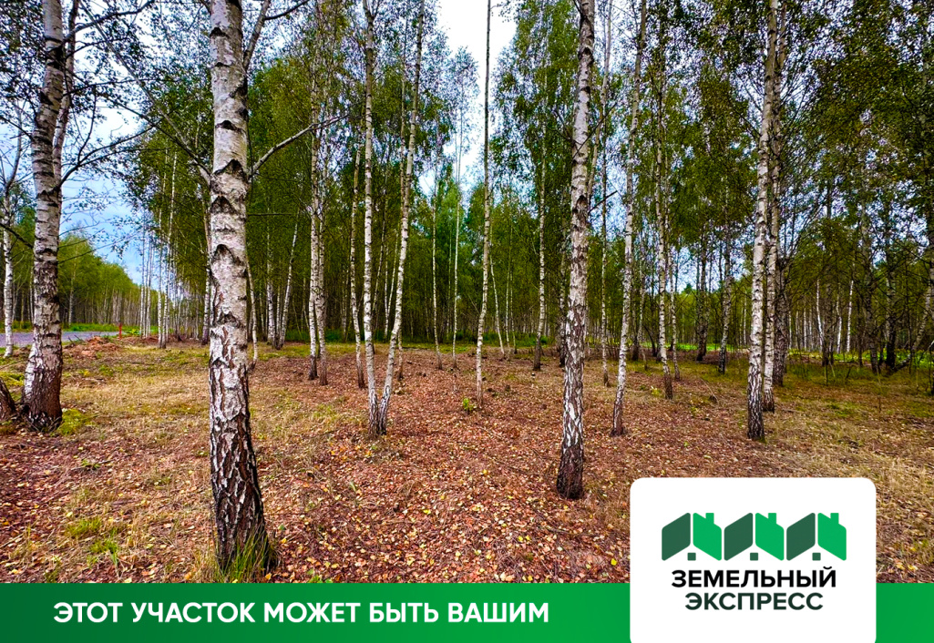 Чистка участков от сухостоя в поселке «Лесной остров»